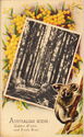 Australian Scene: | Golden Wattle | and Koala Bear