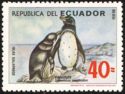 Galapagos Penguin (Spheniscus mendiculus)