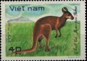 Red Kangaroo (Macropus rufus)