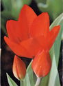 Tulip "Fuselier"