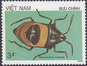 Brown Bug (Chrysocoris sellatus)