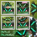 Butterflies - Papilio palinurus