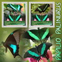 Butterflies - Papilio palinurus