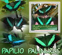 Butterflies - Papilio palinurus