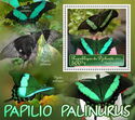 Butterflies - Papilio palinurus
