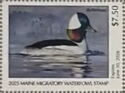 Bufflehead (Bucephala albeola)
