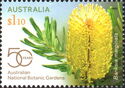 Silver Banksia (Banksia marginata)