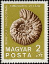 Ammonite from Villány