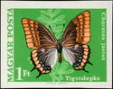 Two-tailed Pasha (Charaxes jasius)