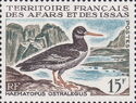 Eurasian Oystercatcher (Haematopus ostralegus)
