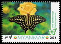 Green Spotted Triangle (Graphium agamemnon)