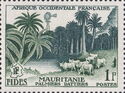 Date Palms, Herd of Cattle (Mauritania)