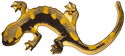 100 Francs (Wildlife in Golden Shapes - Fire salamander)