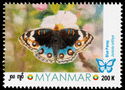 Blue Pansy (Junonia orithya)