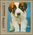 Saint Bernard Dog (Canis lupus familiaris)