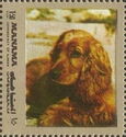 Spaniel (Canis lupus familiaris)