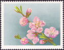 Common Peach (Prunus persica)