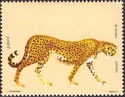 Asian Cheetah (Acinonyx jubatus)