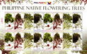 Philippine Native Flowering Trees