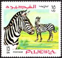 Plains Zebra (Equus quagga)