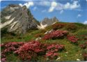 Alpenrosenblüte in den Allgäuer Alpen | (Widderstein, 2536 m)
