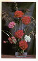 Carnations