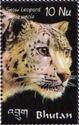 Snow Leopard (Panthera uncia)