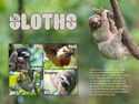 Sloths