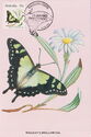 Macleay's Swallowtail (Graphium macleayanus)