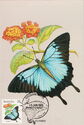 Ulysses (Papilio ulysses joesa)