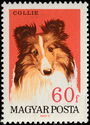 Collie (Canis lupus familiaris)