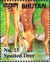 Spotted Deer (Axis axis)