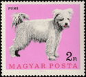 Pumi (Canis lupus familiaris)