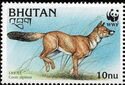 Dhole (Cuon alpinus)