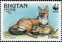 Dhole (Cuon alpinus)