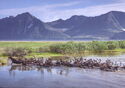 Chukotka. Deer Crossing a river