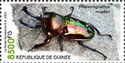 Rainbow Stag Beetle (Phalacrognathus muelleri)