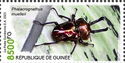 Rainbow Stag Beetle (Phalacrognathus muelleri)