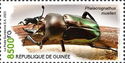 Rainbow Stag Beetle (Phalacrognathus muelleri)