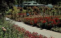 Victoria. Butchart Gardens, Rose Garden and The Residence