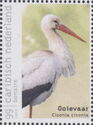 Stork (Ciconia ciconia)