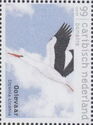 Stork (Ciconia Ciconia)