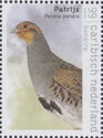 Partridge (Perdix perdix)