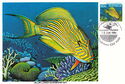 Blue-Lined Surgeonfish (Acanthurus lineatus)