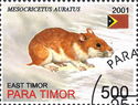 Hamster Mesocricetus Auratus