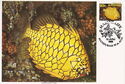 Pineapple Fish (Cleidopus gloriamaris)