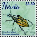 Citrus Root Weevil (Diaprepes abbreviatus)