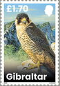 Peregrine Falcon (Falco peregrinus)