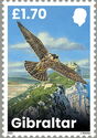 Peregrine Falcon (Falco peregrinus)