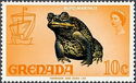 Cane Toad (Bufo marinus)